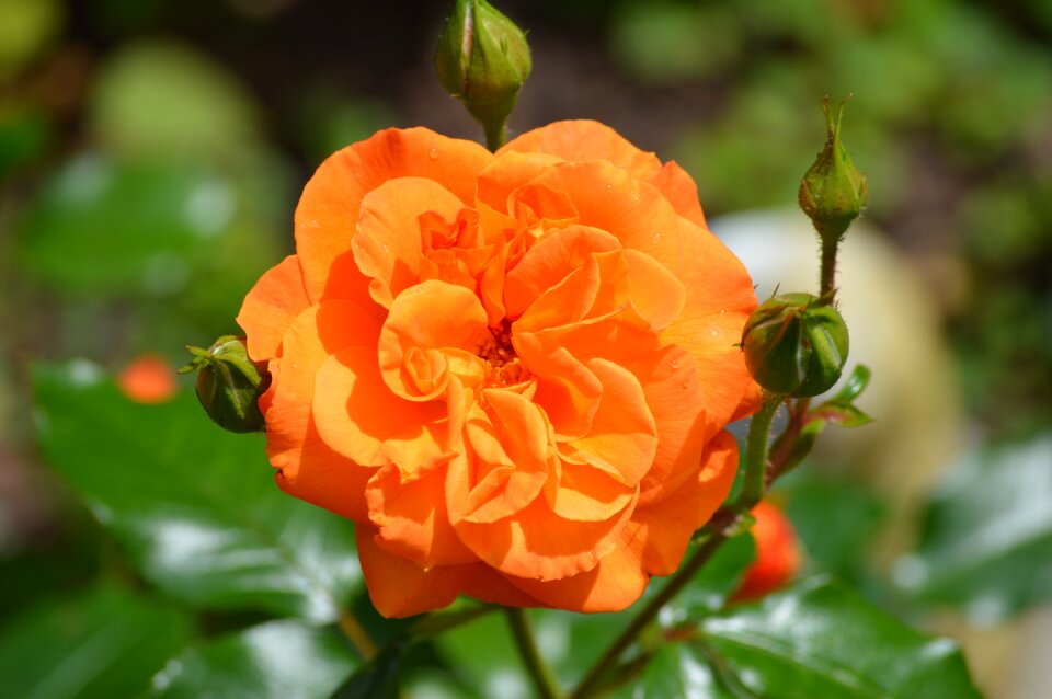 Orange rose bloom flower