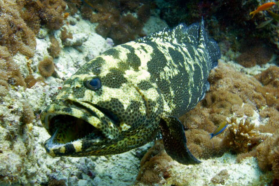 Undersea world underwater vacation