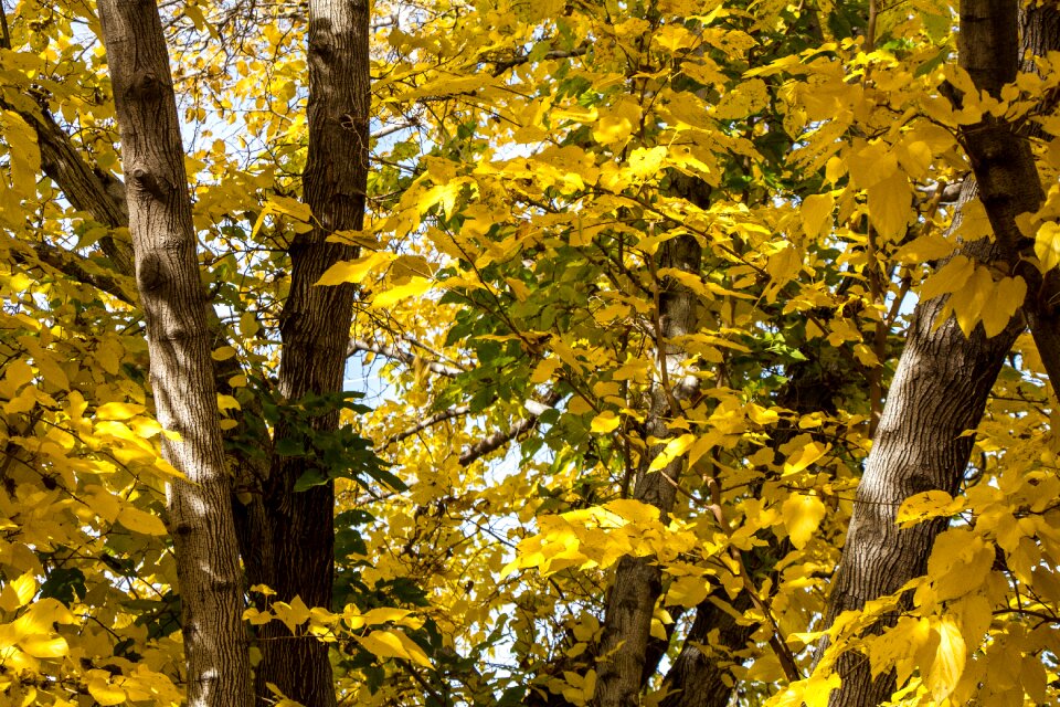 Leaves leaf tree