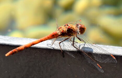 Wing insect red dragonfly photo