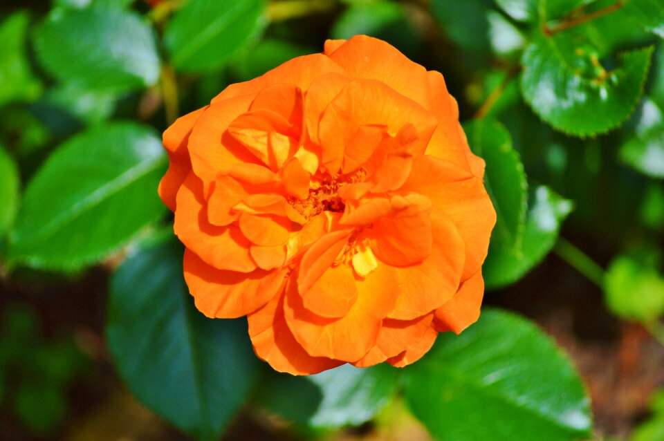 Flower orange rose bloom