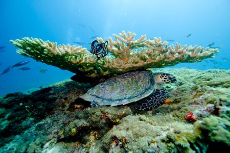 Underwater diving maldives photo
