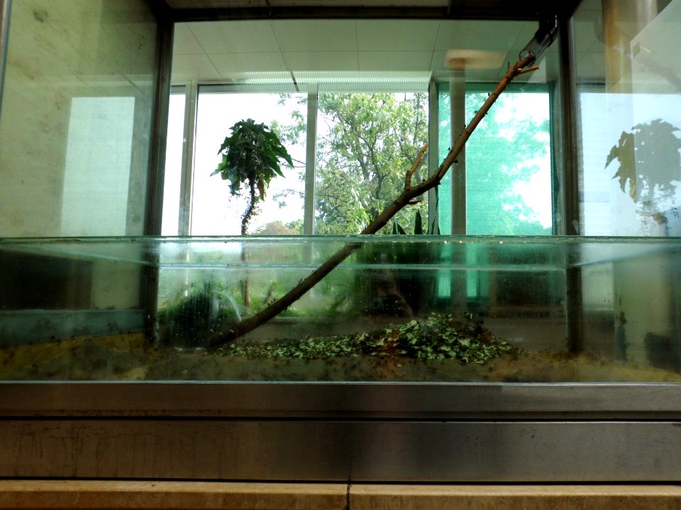 Frankfurter Formicarium by DaB