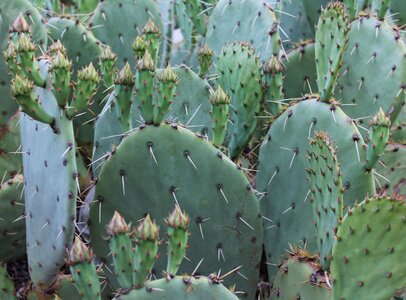 Southwestern new mexico spike photo