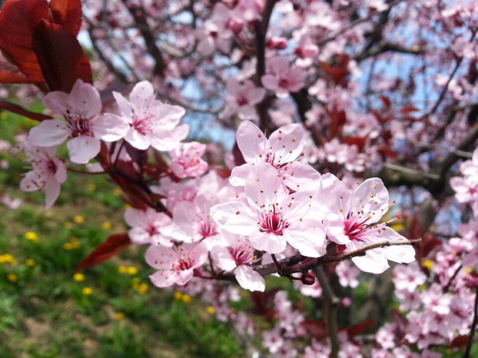 Full bloom spring blossoms flowering trees