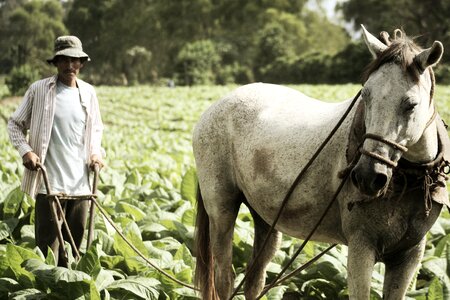 Horse guatemala harvest photo