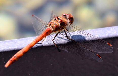 Nature wing red dragonfly photo
