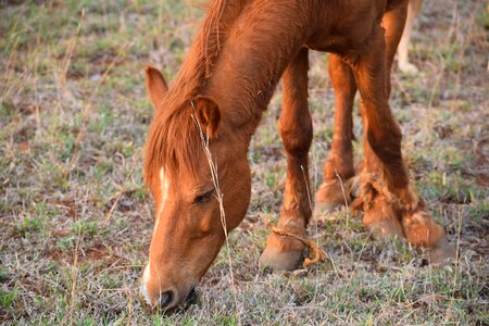 Wild horse animal horse head photo