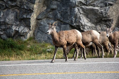 Roadway goat mountain photo