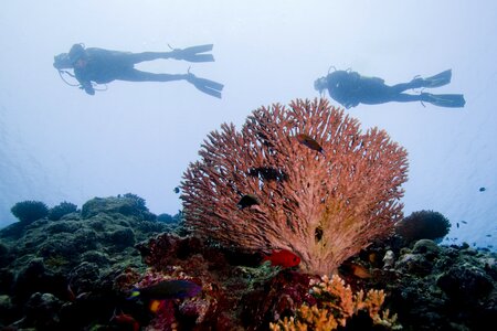 Korman13 instructor diving safari