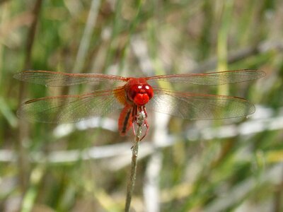 Erythraea crocothemis wetland flying insect