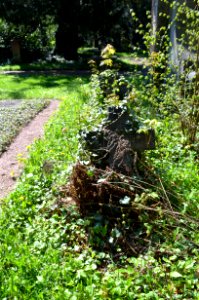 Frankfurt, Hauptfriedhof, Grab E adM 304-304a Stregen-von Glauburg-von Boltrog