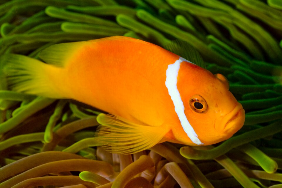 Underwater diving undersea world