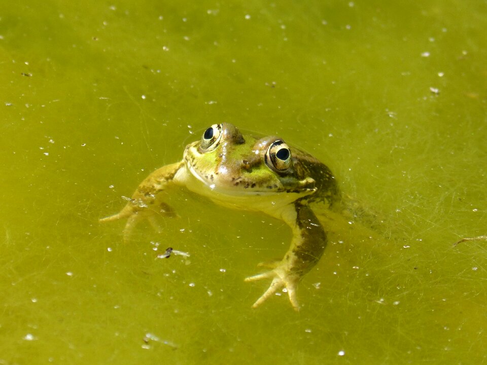 Algae green frog batrachian