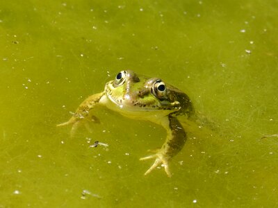 Algae green frog batrachian