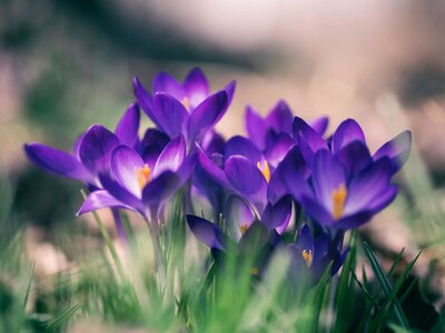 Spring floral fauna