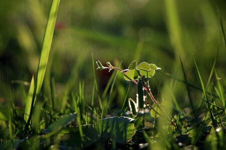 Green small fresh grass