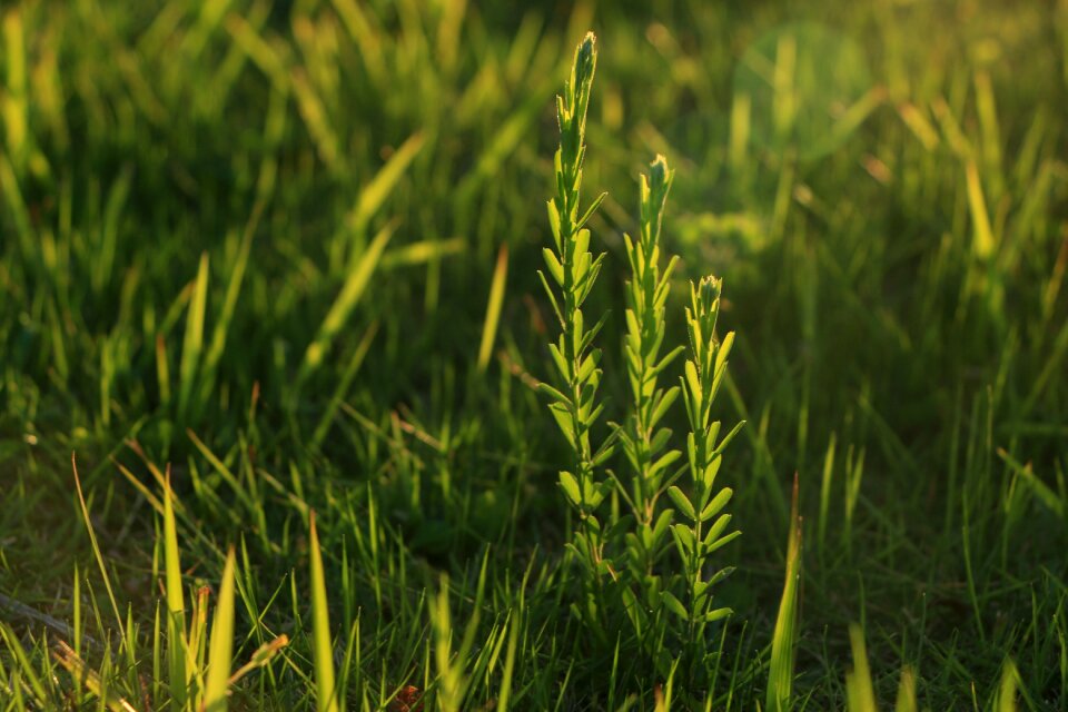 Green small fresh grass