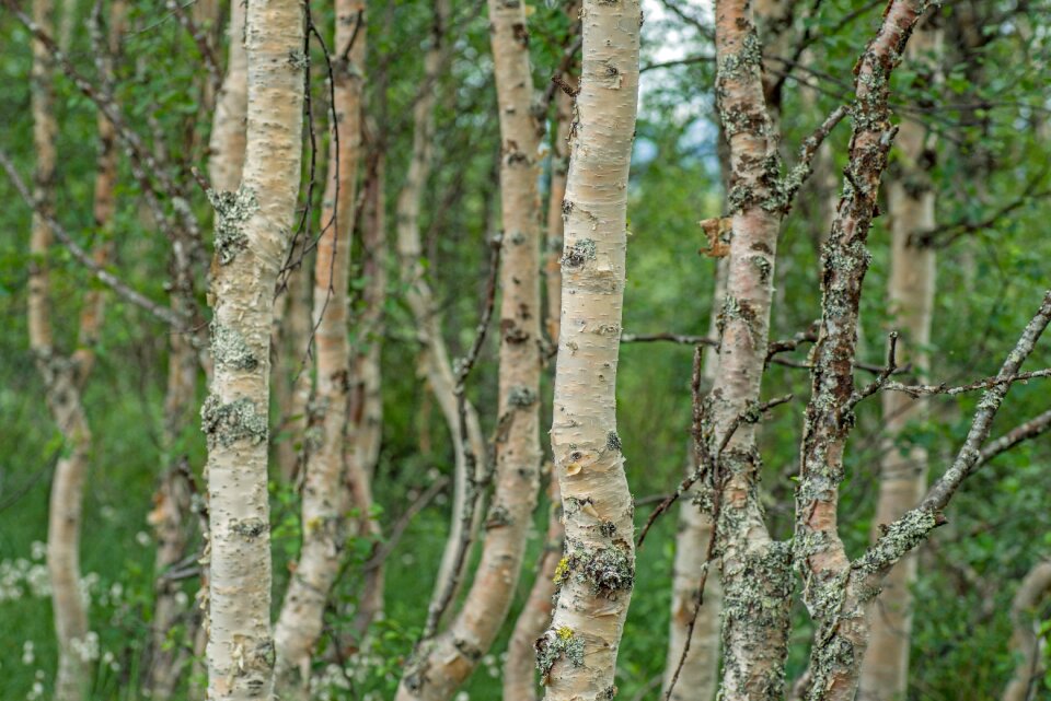 Nature trees birch