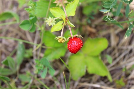 Bush red nature