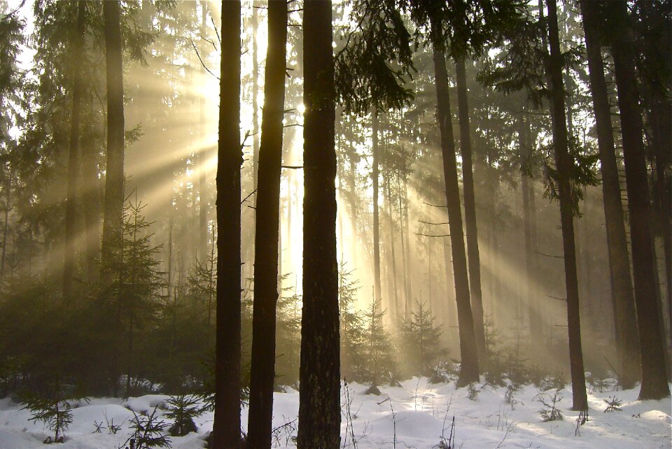 Trees mood winter