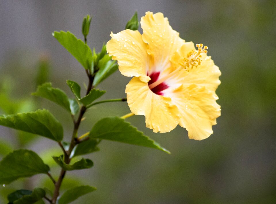 Plant blossom spring