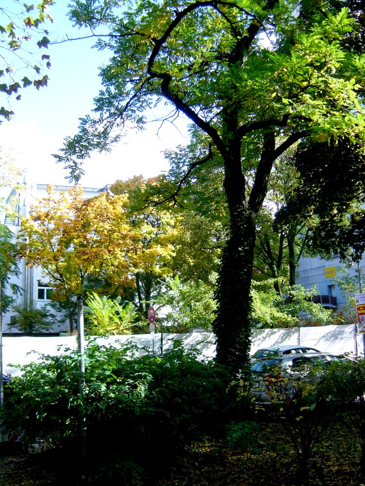 Frankfurt-Bockenheim Bauzaun am Rohmerplatz A21