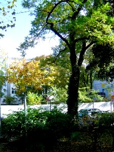 Frankfurt-Bockenheim Bauzaun am Rohmerplatz A21
