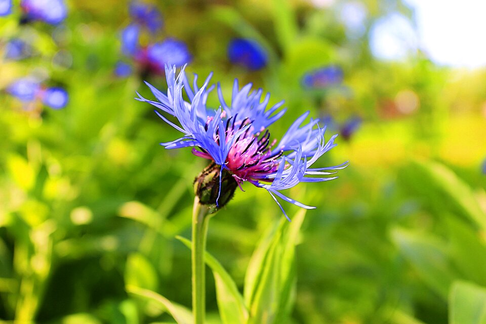 Nature flowers greens