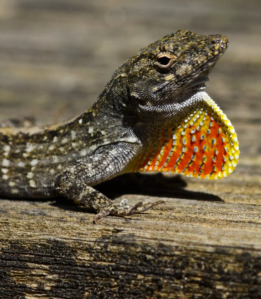 Neck reptile colorful