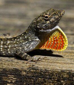 Neck reptile colorful