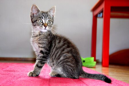 Sitting pet domestic cat