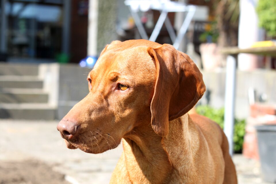 Viszla dog brown