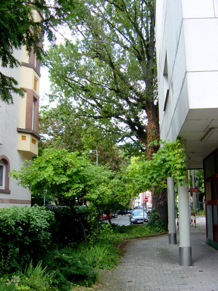 Frankfurt-Bockenheim Rohmerplatz A36