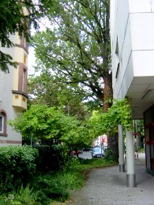 Frankfurt-Bockenheim Rohmerplatz A36