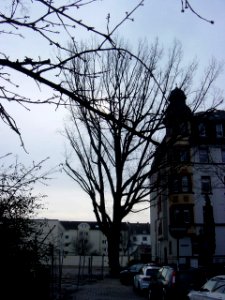 Frankfurt-Bockenheim Rohmerplatz Kastanie 02318