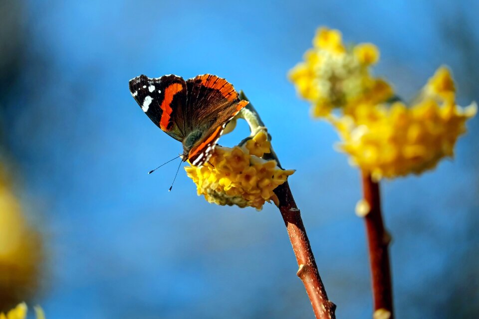 Insect vanessa atalanta colorful