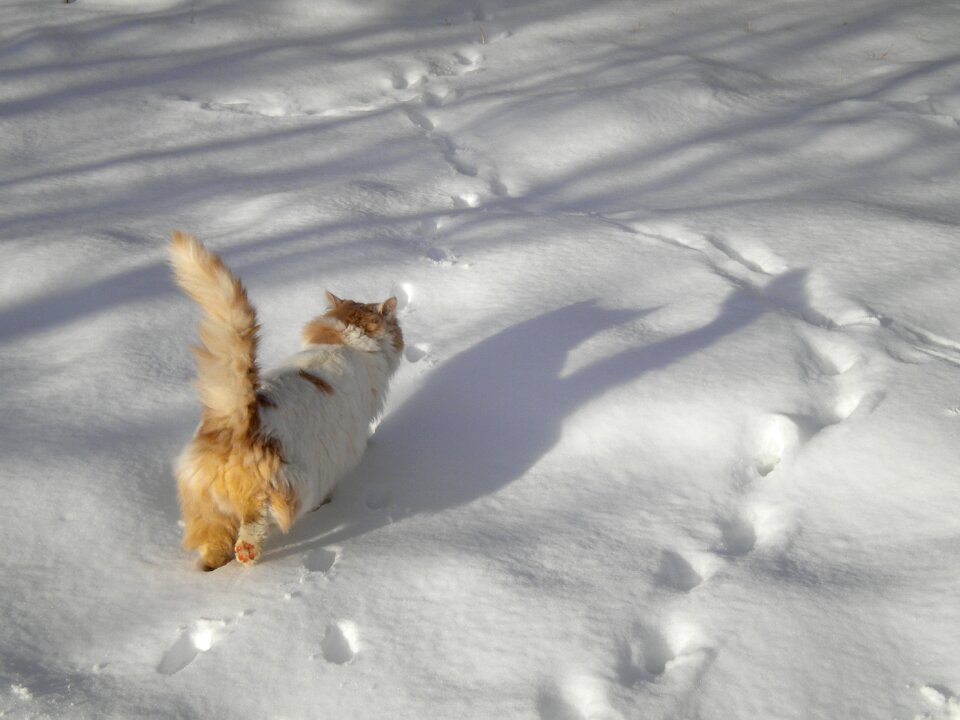 Snow winter gray cat