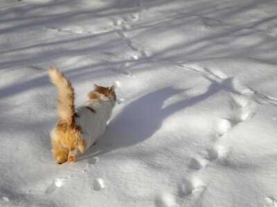 Snow winter gray cat photo