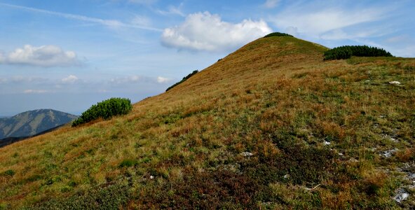 Nature western tatras mountain pine