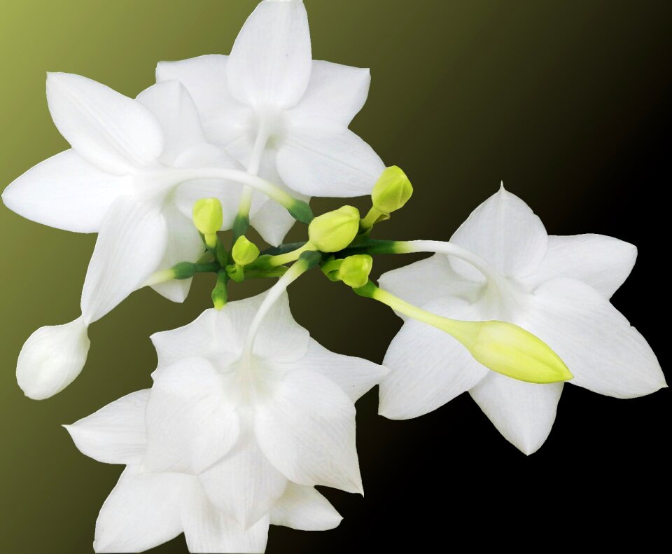 Spring delicate flower black background