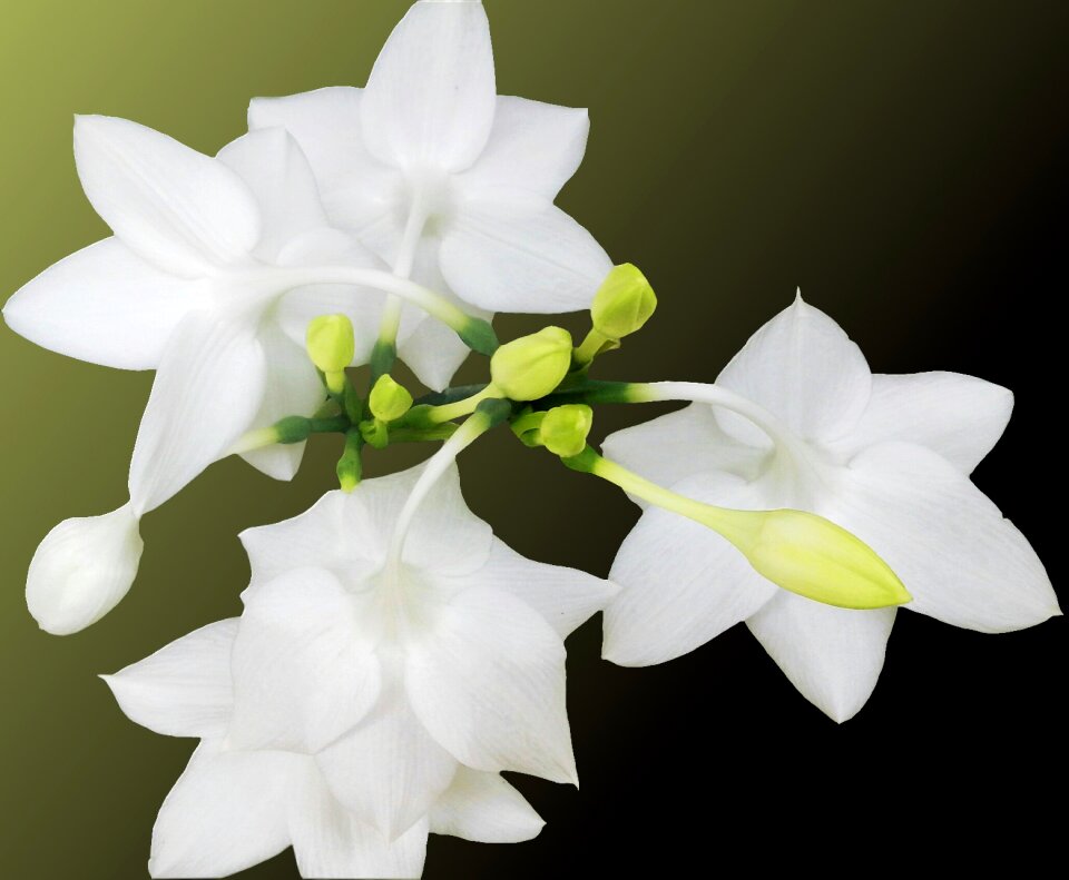 Spring delicate flower black background photo