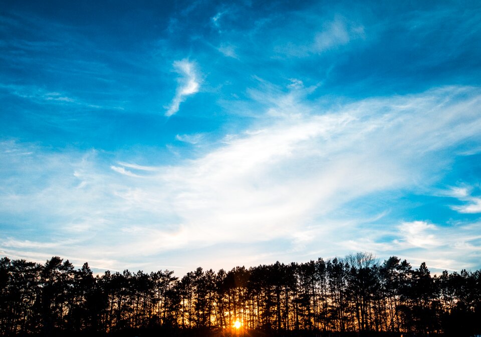 Sky trees summer