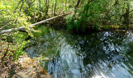 Franklin Lakes Nature Preserve reflections in water