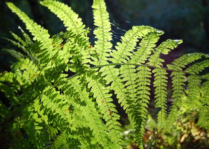 Forest foliage pattern