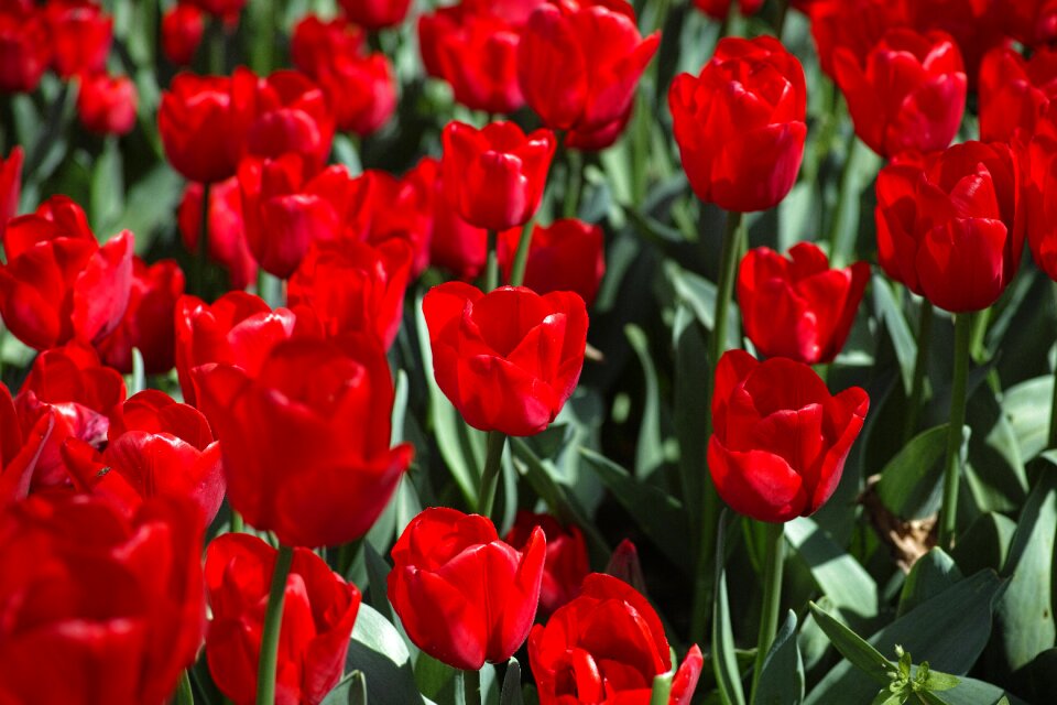 Flowers nature plant