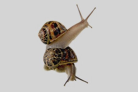 Gastropod shell animal