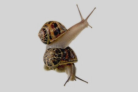 Gastropod shell animal photo