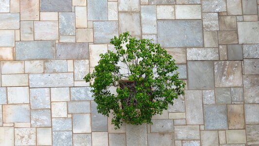 Green vegetation brazilian plant