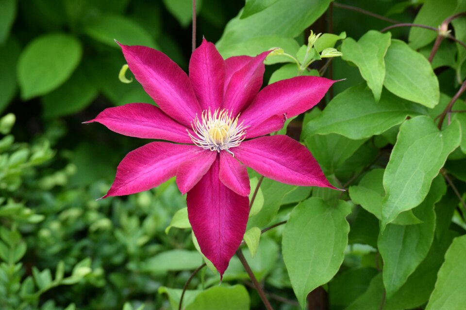 Pink gardening vine